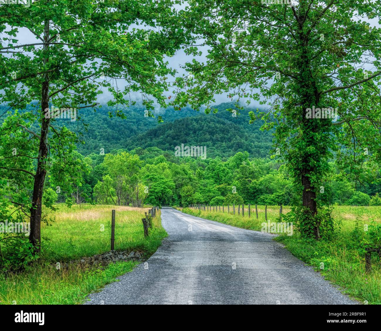 A June morning in Cades Cove was crowded with tourists even in spite of the rain. Fortunately