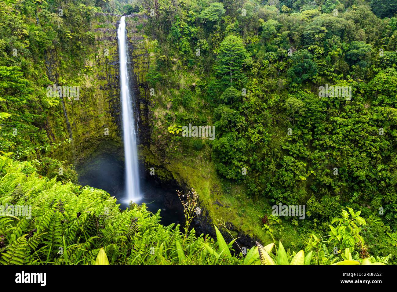 Akaka falls surounded by jungle Stock Photo
