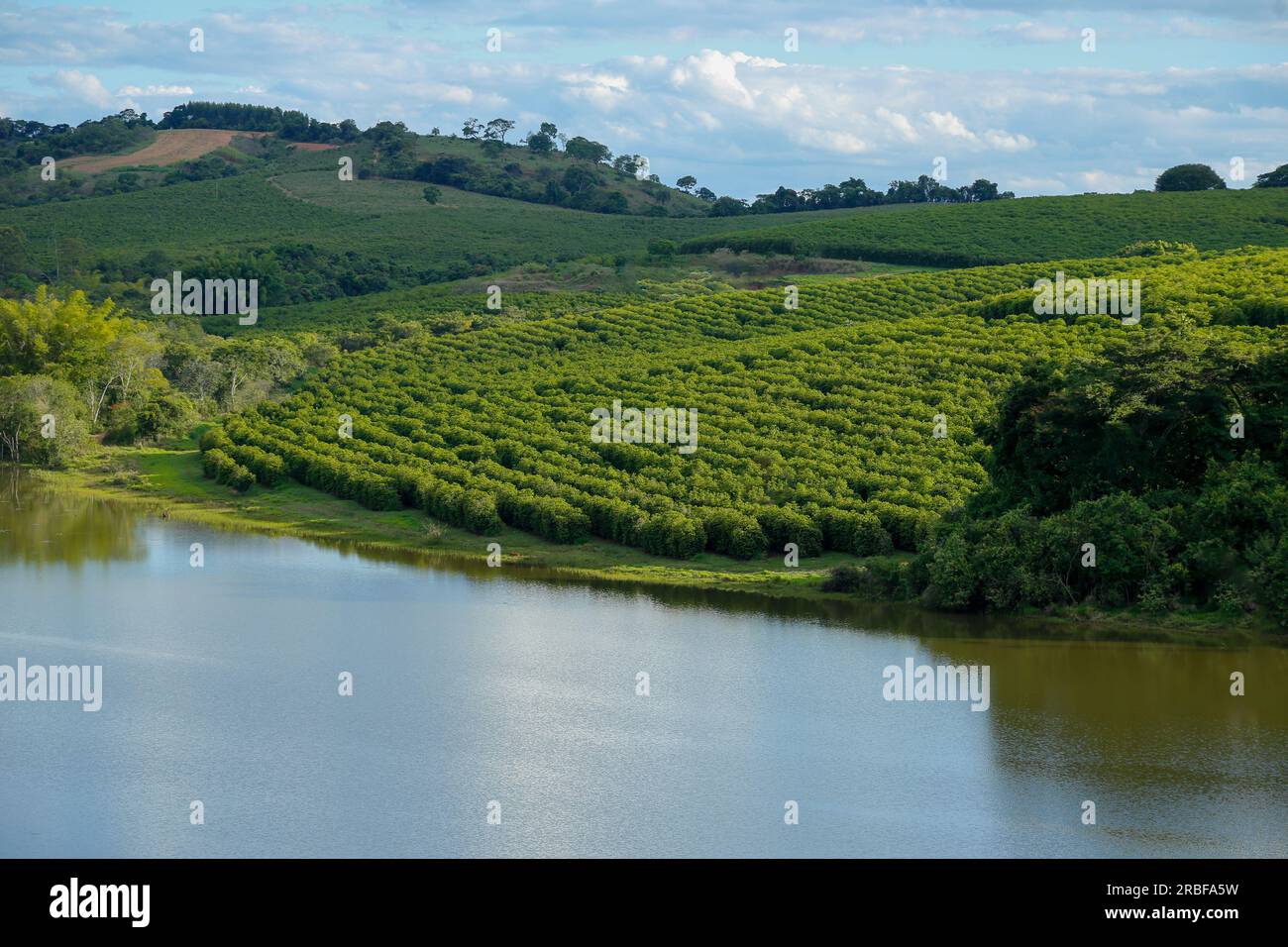 view of coffee production field in Brazil, in the state of Minas Gerais - crop near lake, uneven ground - Cafe do Brasil Stock Photo