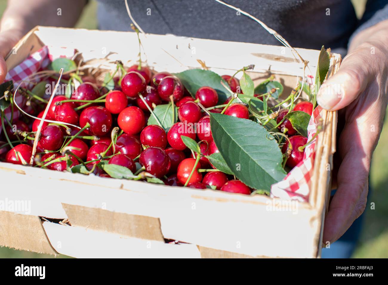 Cherries in a basket holding by a womans hand Stock Photo