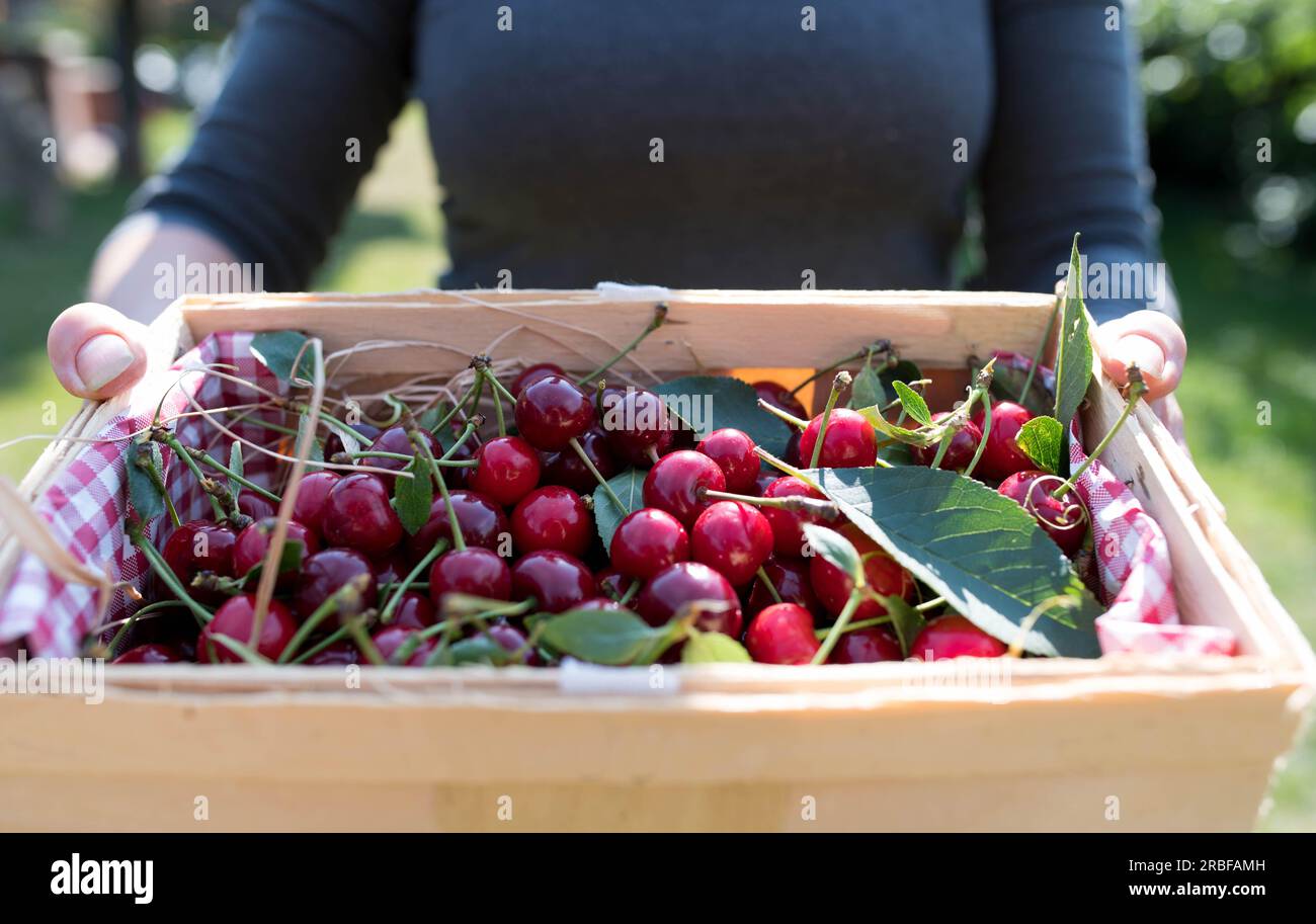 Woman carrying a basket with freshly picked cherries in the garden. Stock Photo