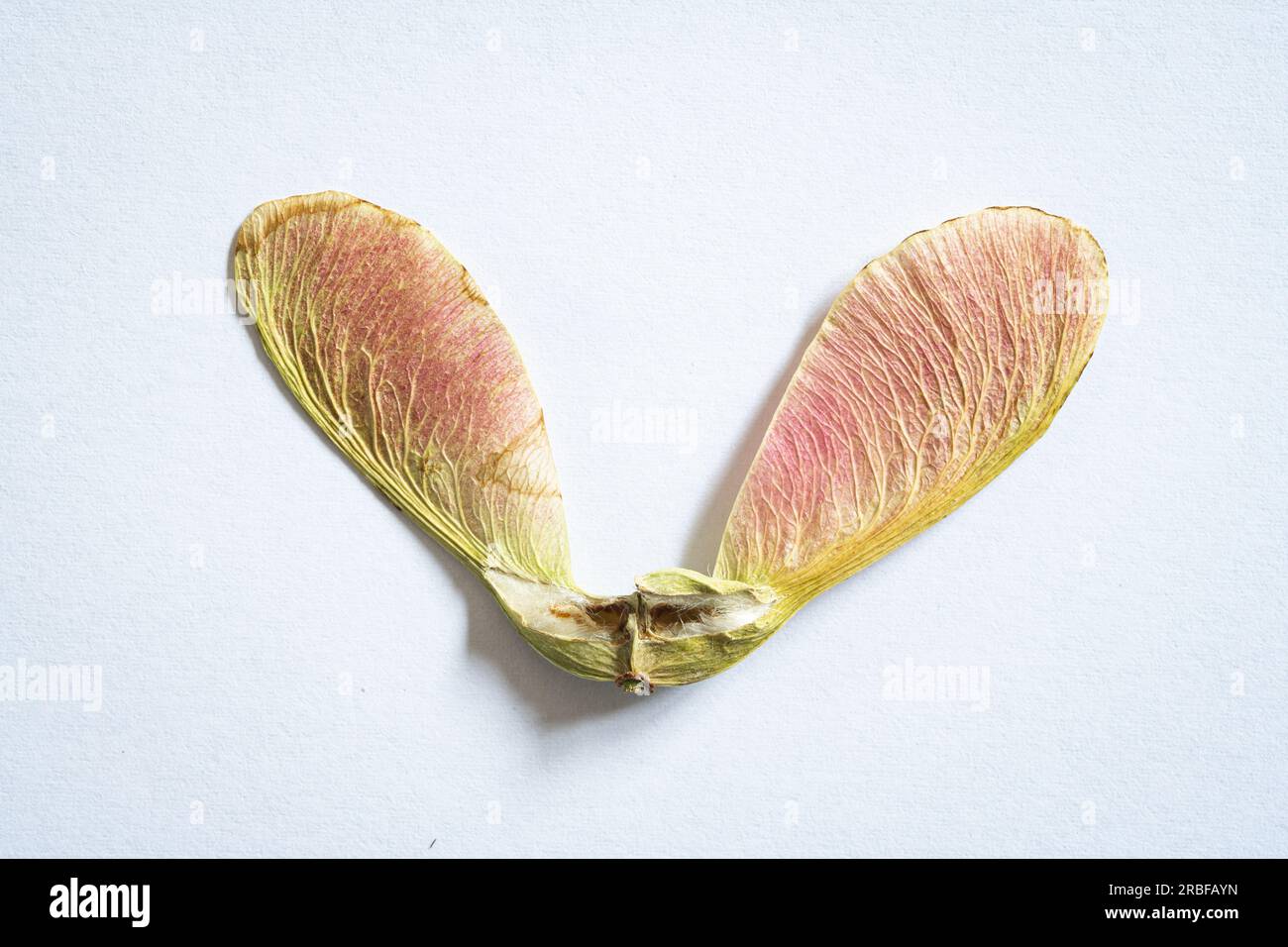 Detailed image of seeds wings fallen of a Maple (Acer) tree Stock Photo