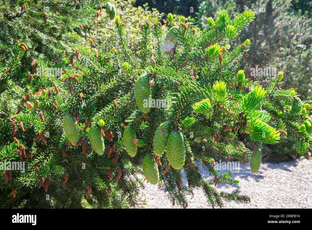 Green hanging cones of a tigertail spruce (Picea polita or Picea torano) in botanical garden 'Pinetum Blijdenstein' in Hilversum, The Netherlands. Stock Photo