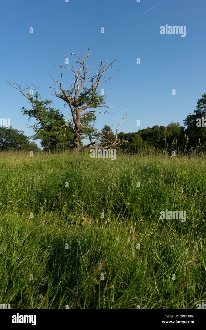 A picturesque meadow under a vast blue sky, framed by a rustic wire fence, invites you to escape into the serene beauty of Deer Park Eastnor Stock Photo
