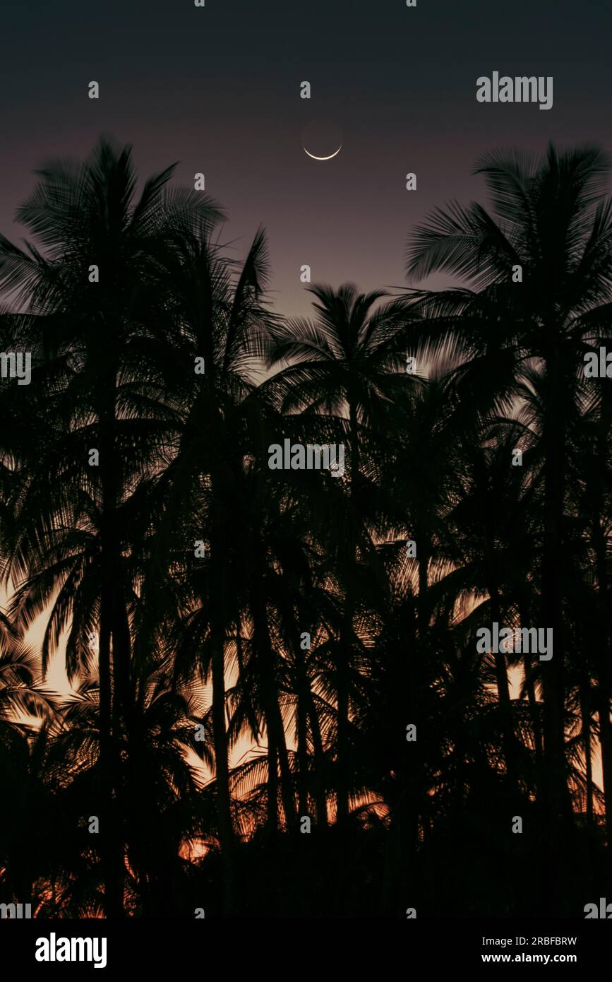 Black palm trees and moon at sunset Stock Photo - Alamy