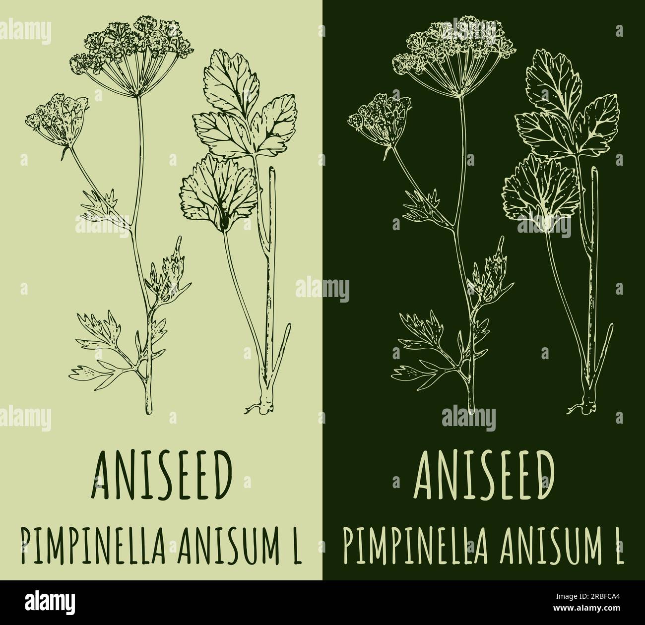 Vector drawing ANISEED. Hand drawn illustration. The Latin name is PIMPINELLA ANISUM L. Stock Photo