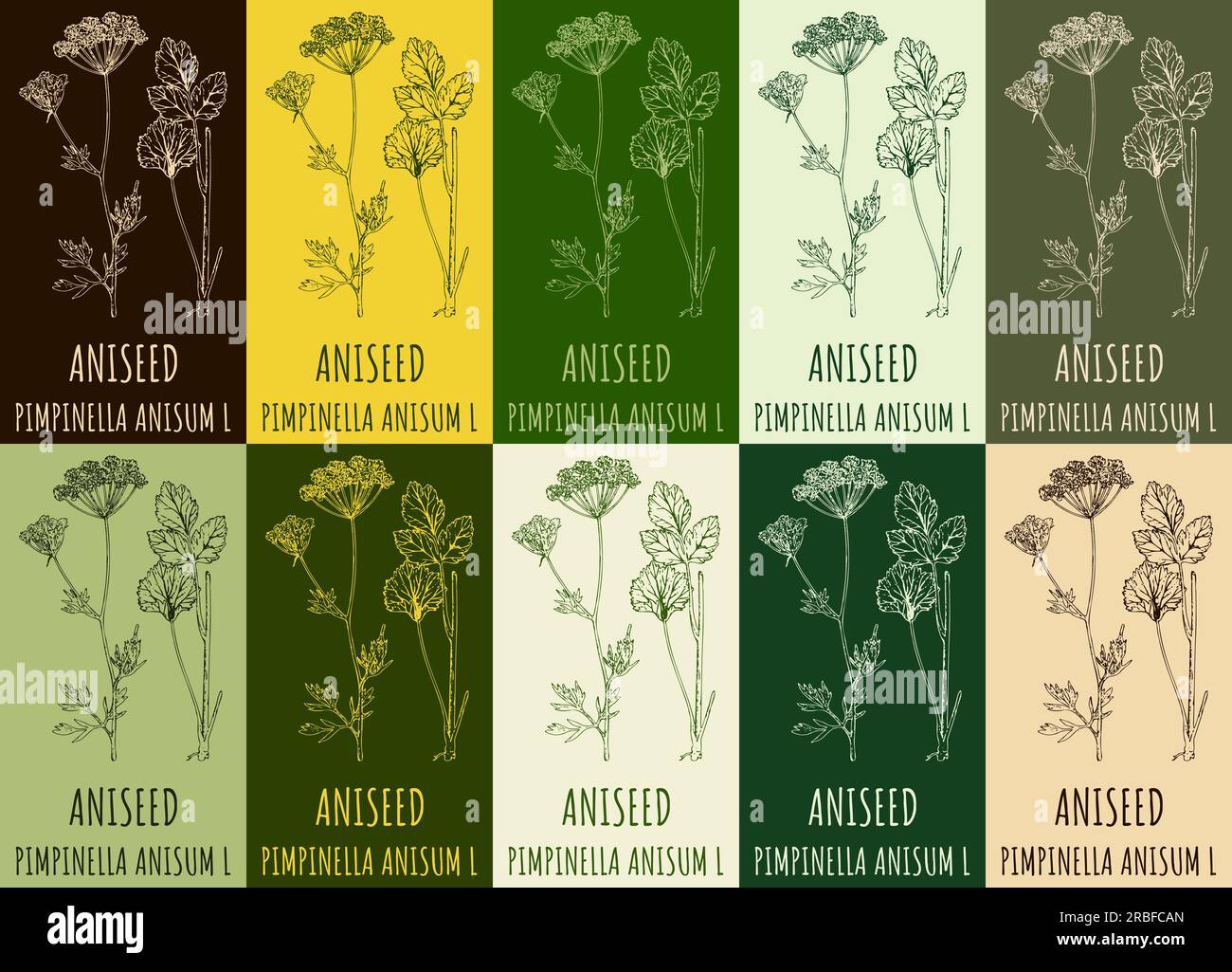 Set of vector drawing ANISEED in various colors. Hand drawn illustration. The Latin name is PIMPINELLA ANISUM L. Stock Photo