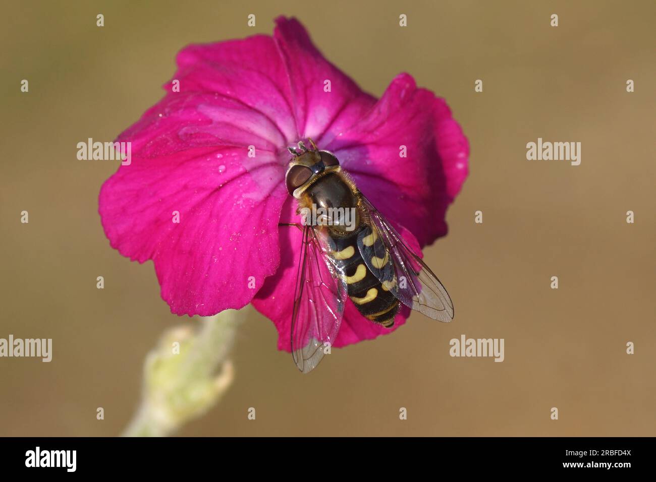 Close up female hoverfly Scaeva selenitica, family Syrphidae on flower of rose campion (Silene coronaria), family borage (Caryophyllaceae). Stock Photo