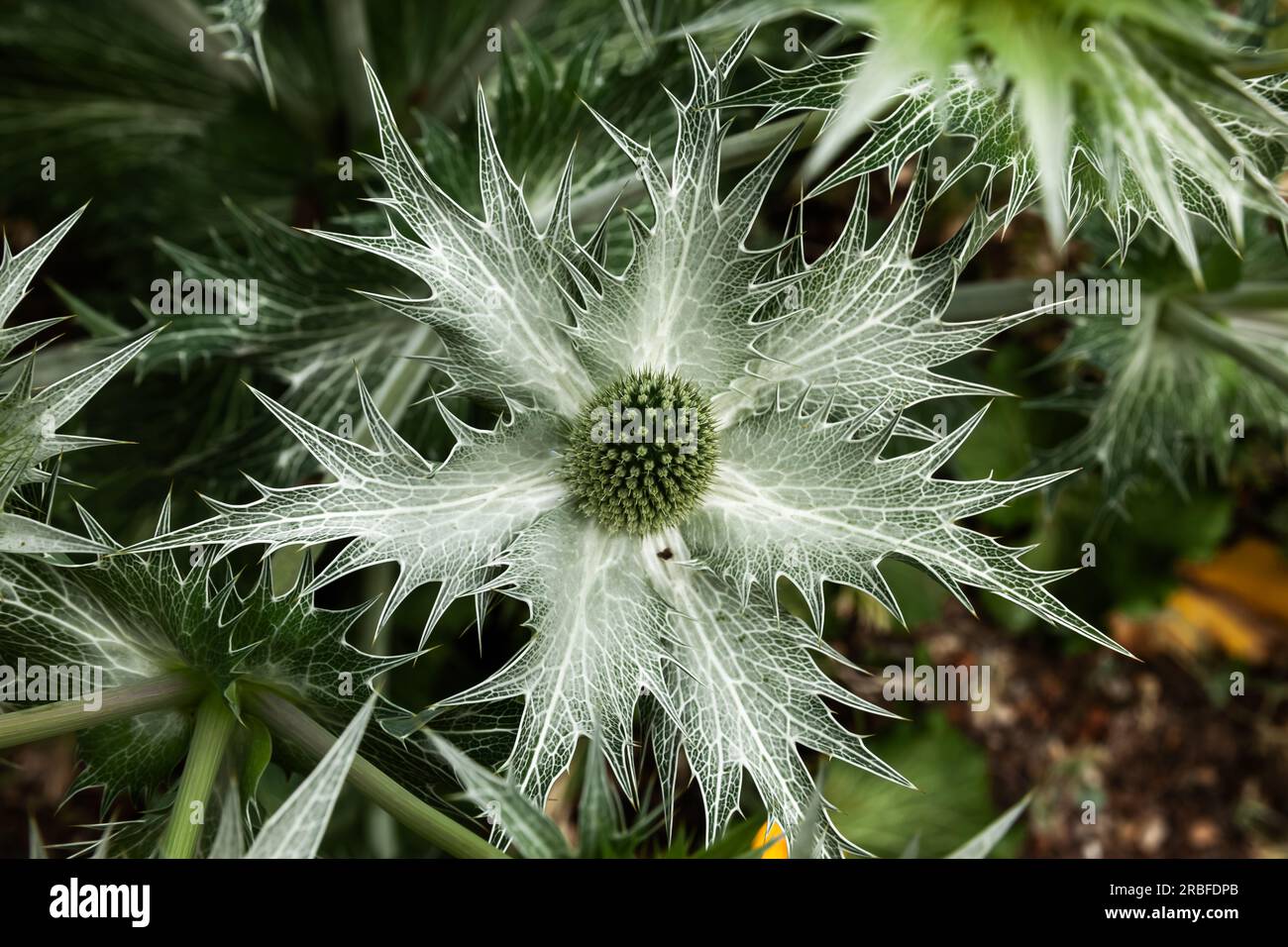 Eryngium bourgatii giant sea holly plant close up green colour Stock Photo