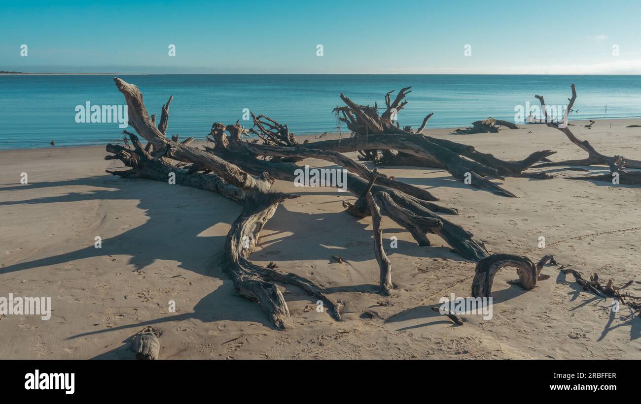 Morning sunlight on driftwood at Boneyard Beach | Big Talbot Island State Park, Florida, USA Stock Photo