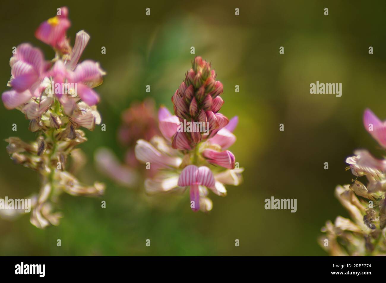 Close-up of the pink flower of the seed sparrow, Onobrychis viciifolia Stock Photo