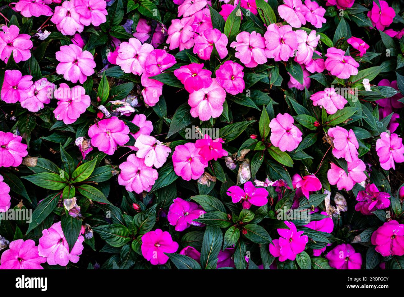 Vinca plants hires stock photography and images Alamy