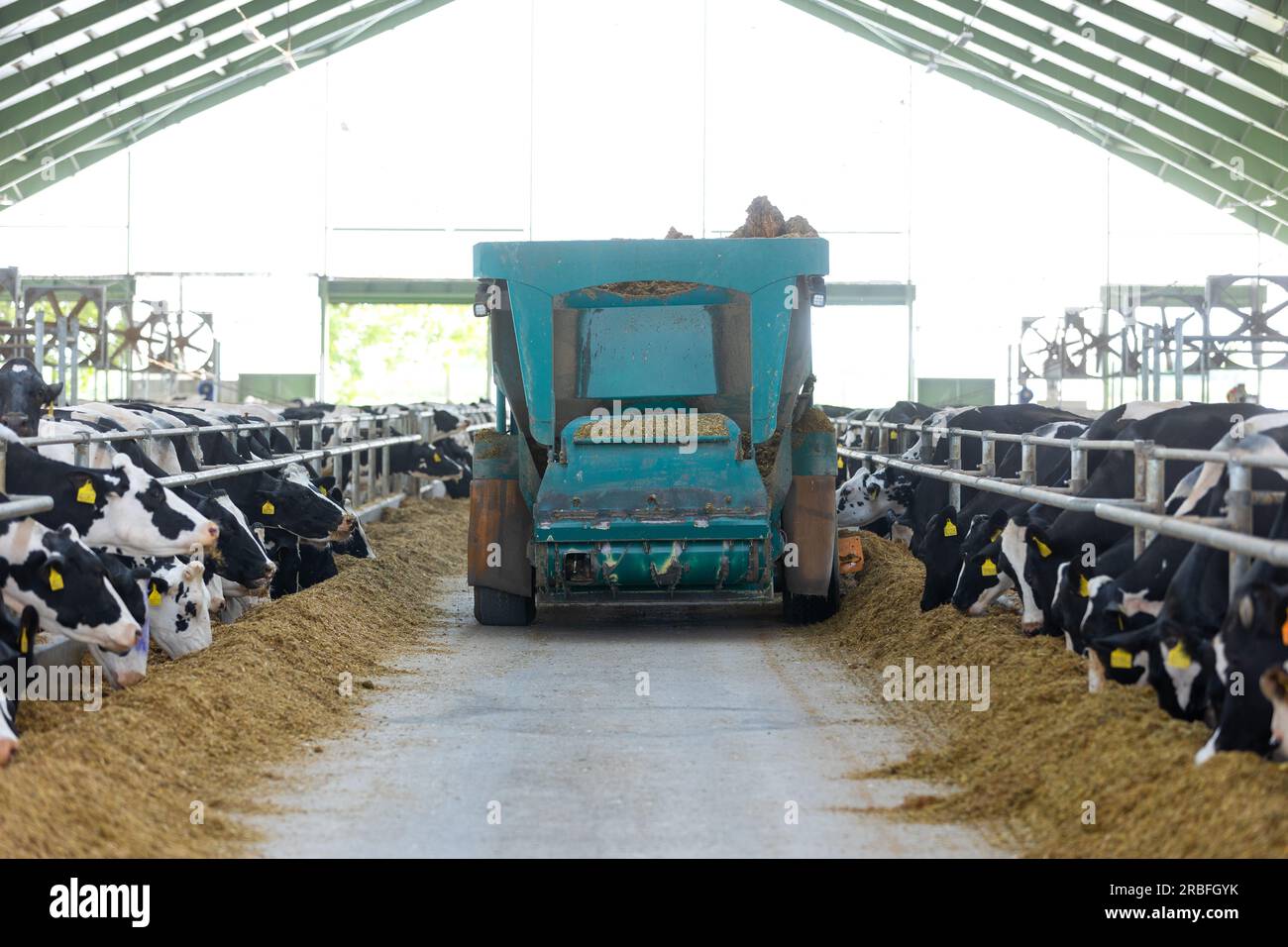 Automatic feed dispenser for cows, modern agricultural cow farm, food