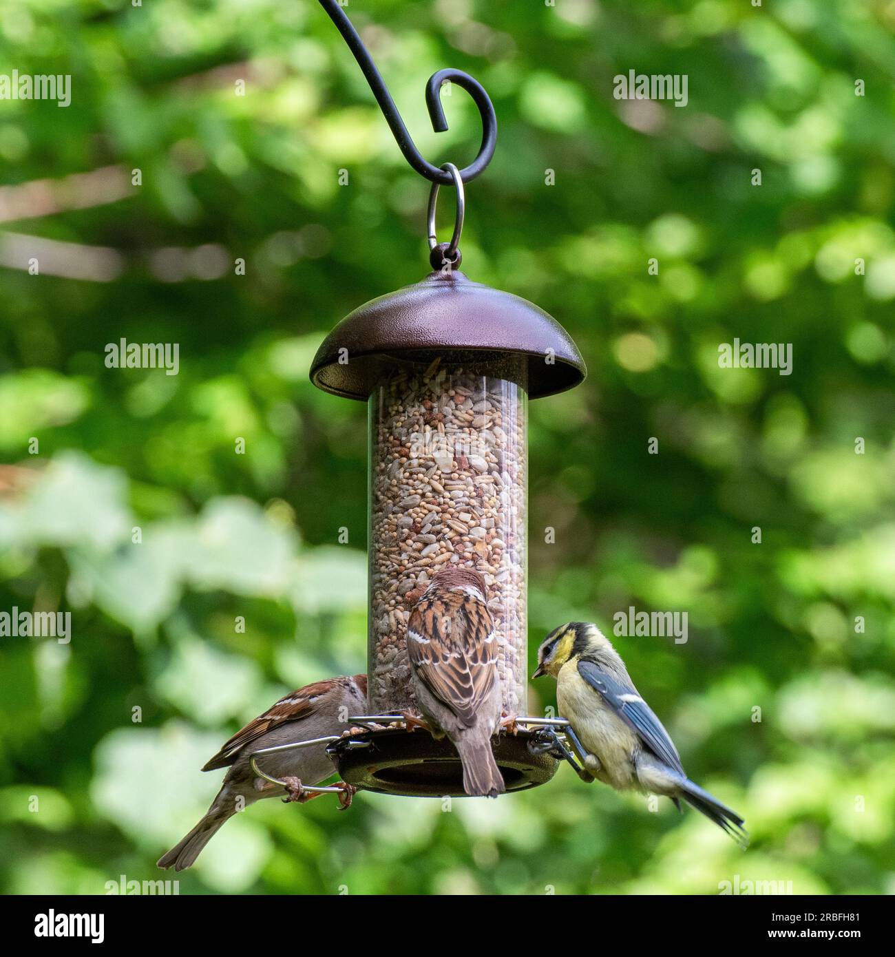 Photo of birds eating seeds from a bird feeder in summer in the garden Stock Photo Alamy
