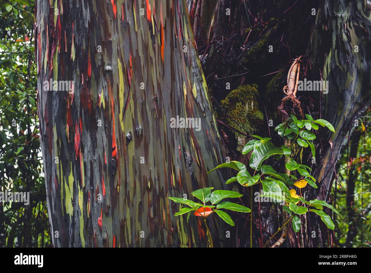 Hawaii rainbow eucalyptus tree tree hi-res stock photography and images ...