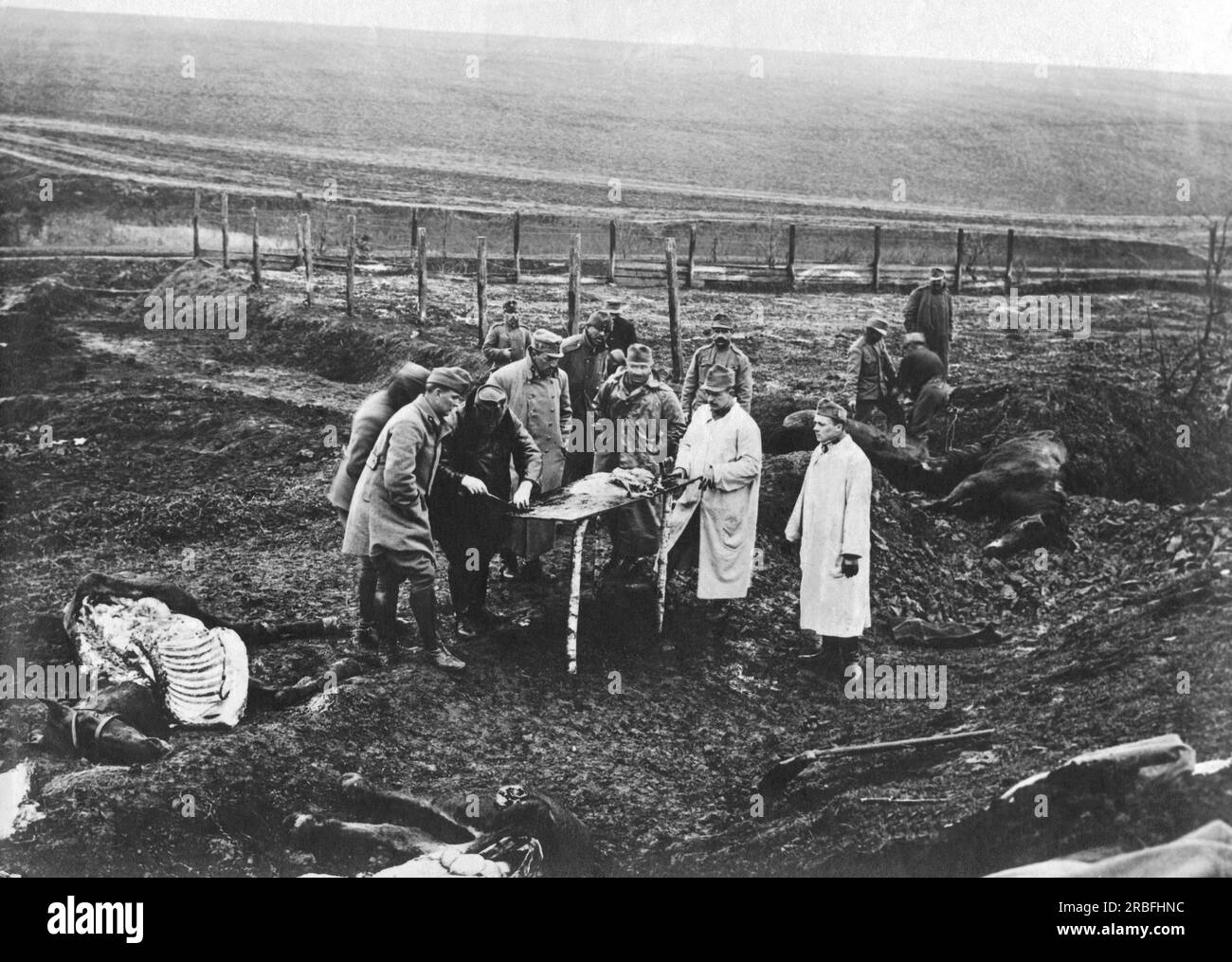 Europe:  c. 1916 Austro-Hungarian military doctors performing autopsies on dead horses in the battlefield. Stock Photo