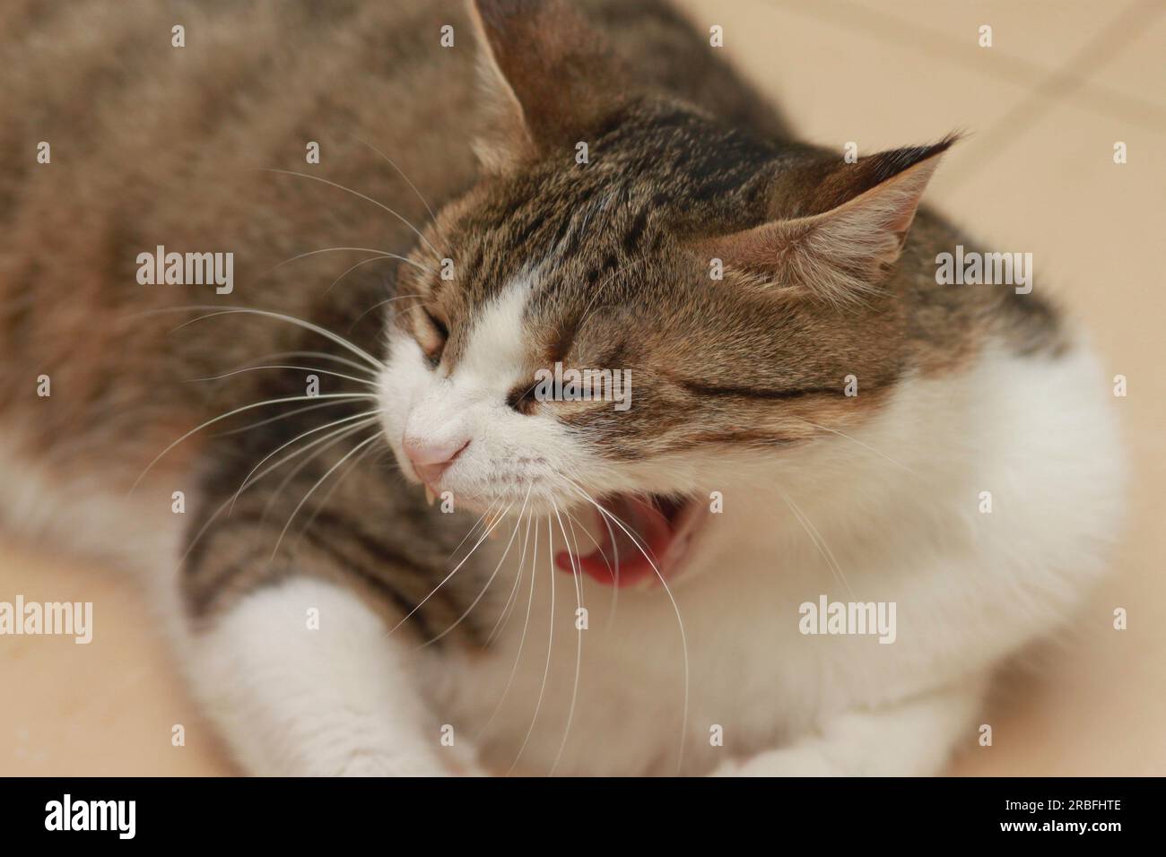 Adult female tabby cat yawning with mouth wide open. Some teeth are missing after removal by vet Stock Photo