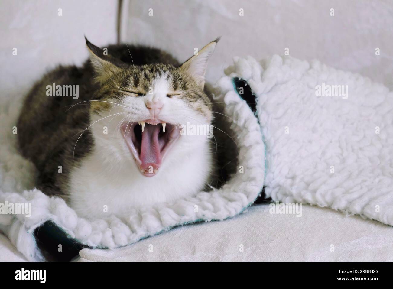 Adult female tabby cat yawning with mouth wide open. Some teeth are missing after removal by vet Stock Photo