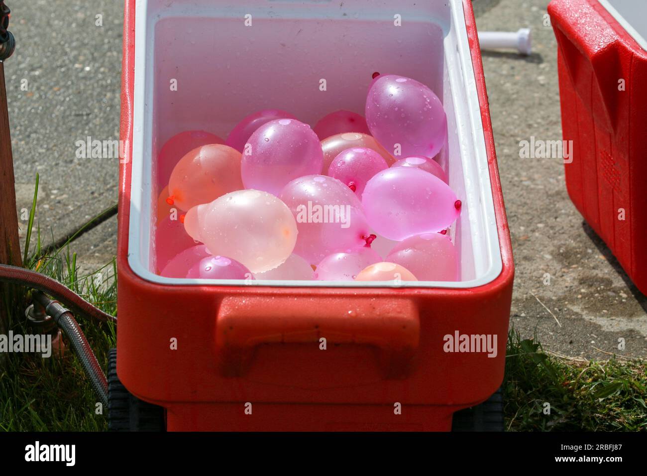 A red cooler with colorful water balloons inside. Stock Photo