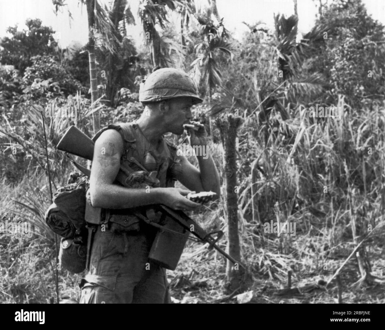 Boi Lo Woods, Vietnam:  May, 1966  A 25th Infantry Division soldier takes a refreshing bite out of a freshly picked pineapple while on a search and destroy mission during Operation Wahiawa. Stock Photo