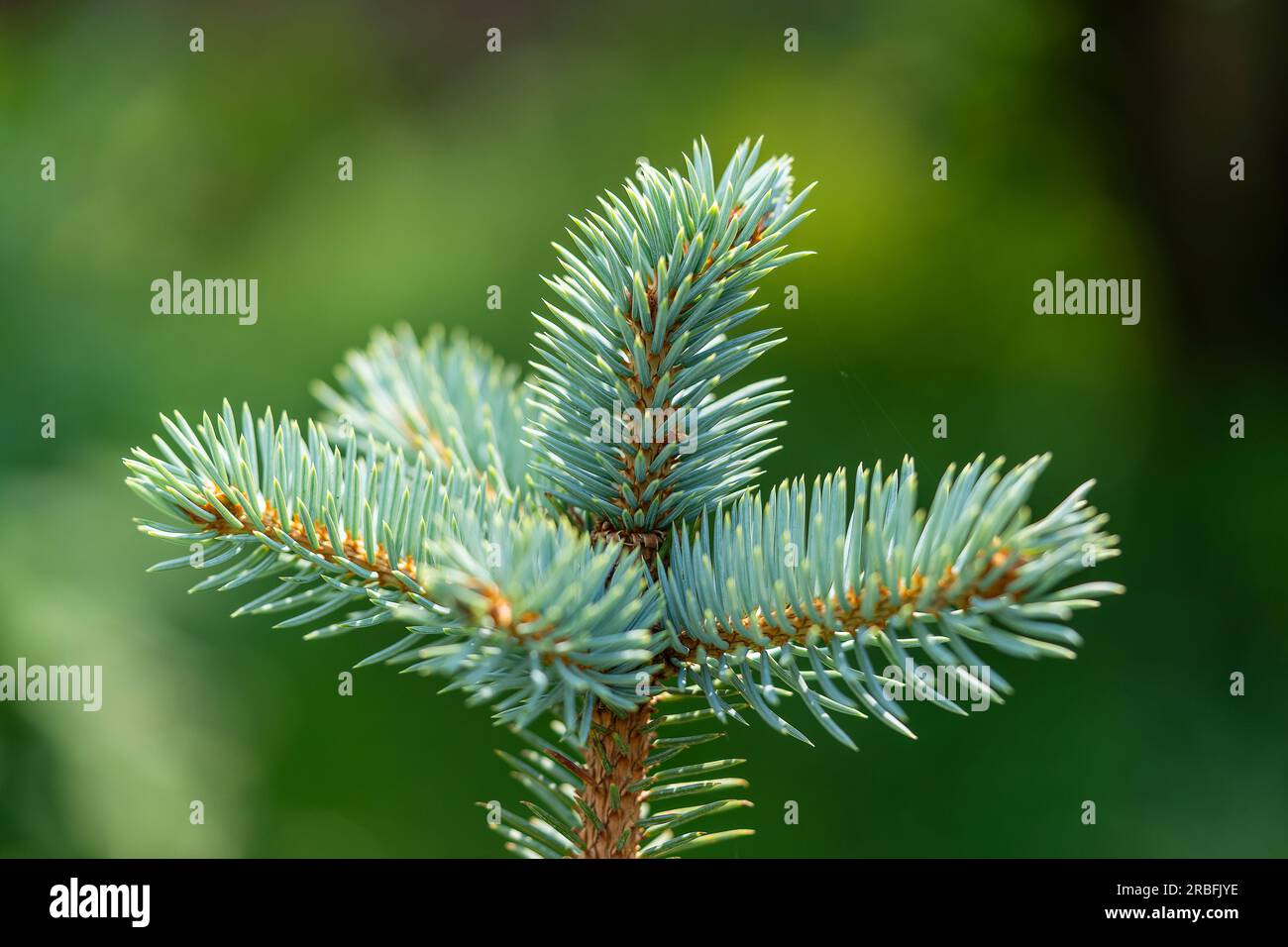 Fluffy blue spruce Glauca Globosa with new soft vegetation needles, close up Stock Photo