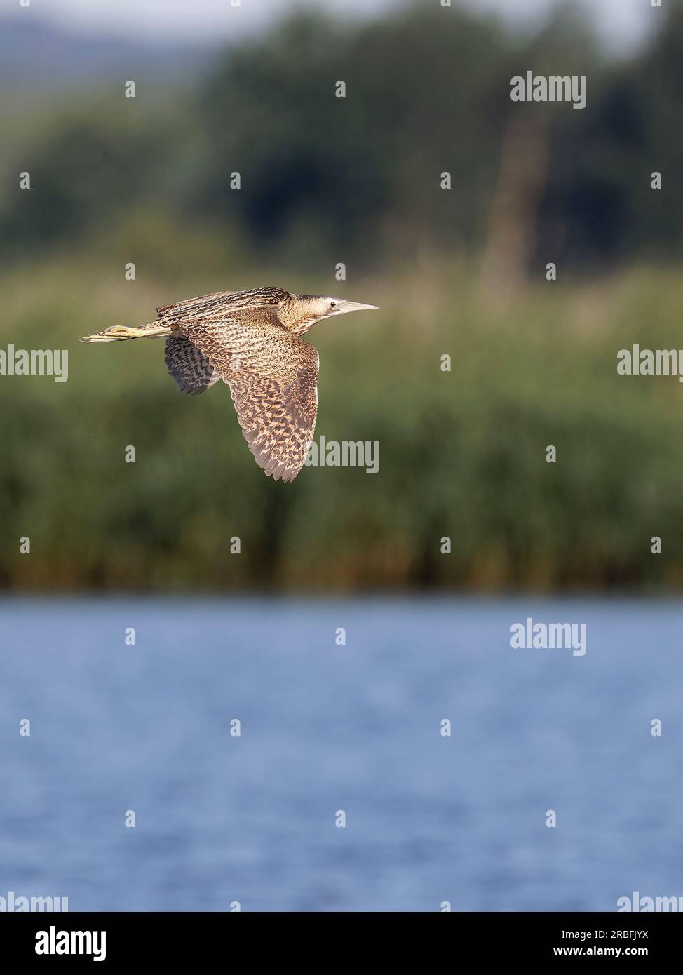 Bittern  ( Botaurus stellaris ) flying over water. Wings down Stock Photo