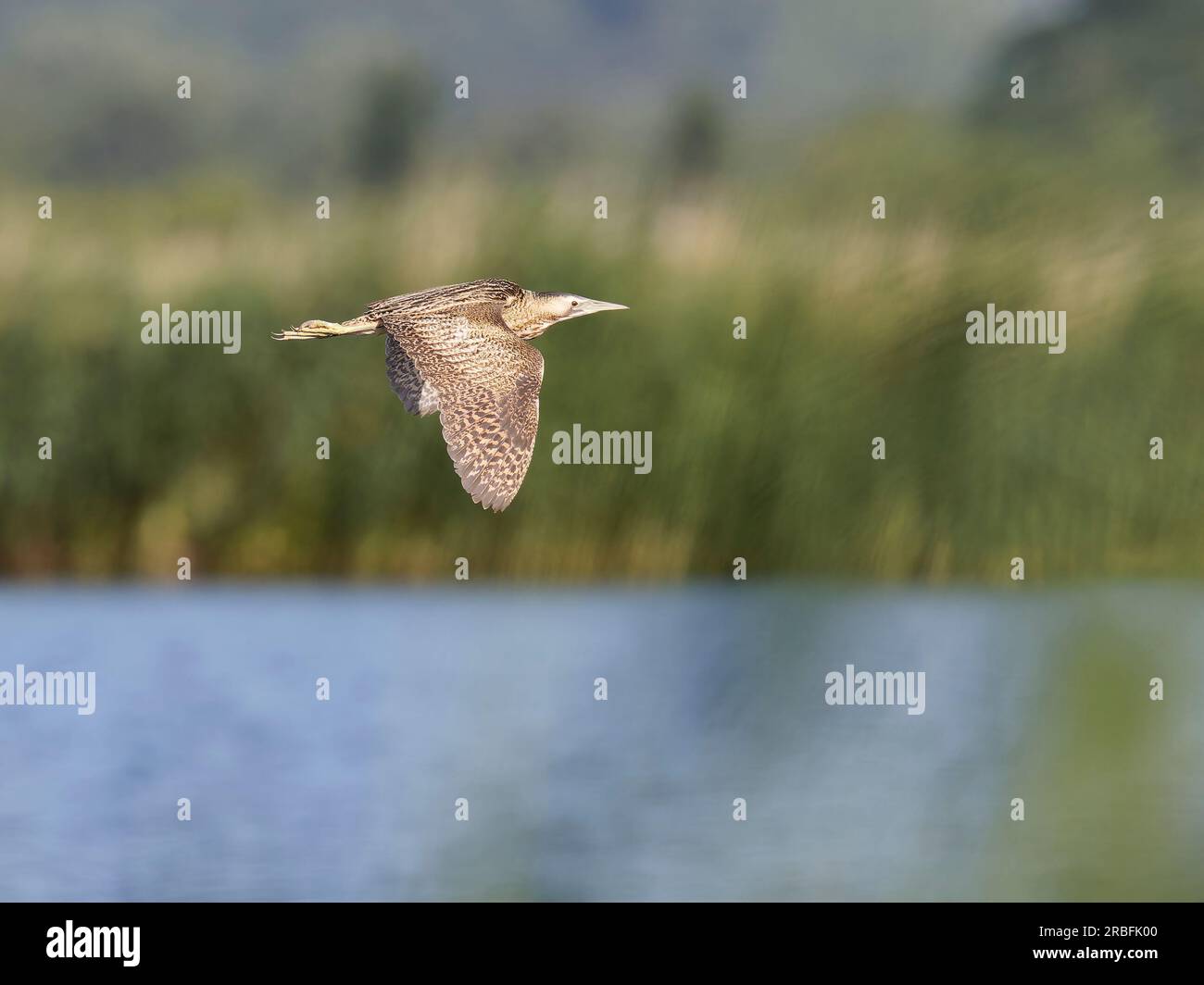 Bittern  ( Botaurus stellaris ) flying over water. Wings down Stock Photo
