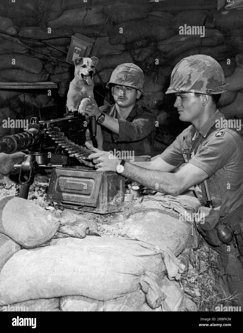 Dong Ha, Vietnam:  February 25, 1966 An Air Force MP removes his mascot, 'Bandit' from the breach of the .50 caliber machine gun so that he and his fellow Air Force MP can check out the  weapon before their duty. Stock Photo