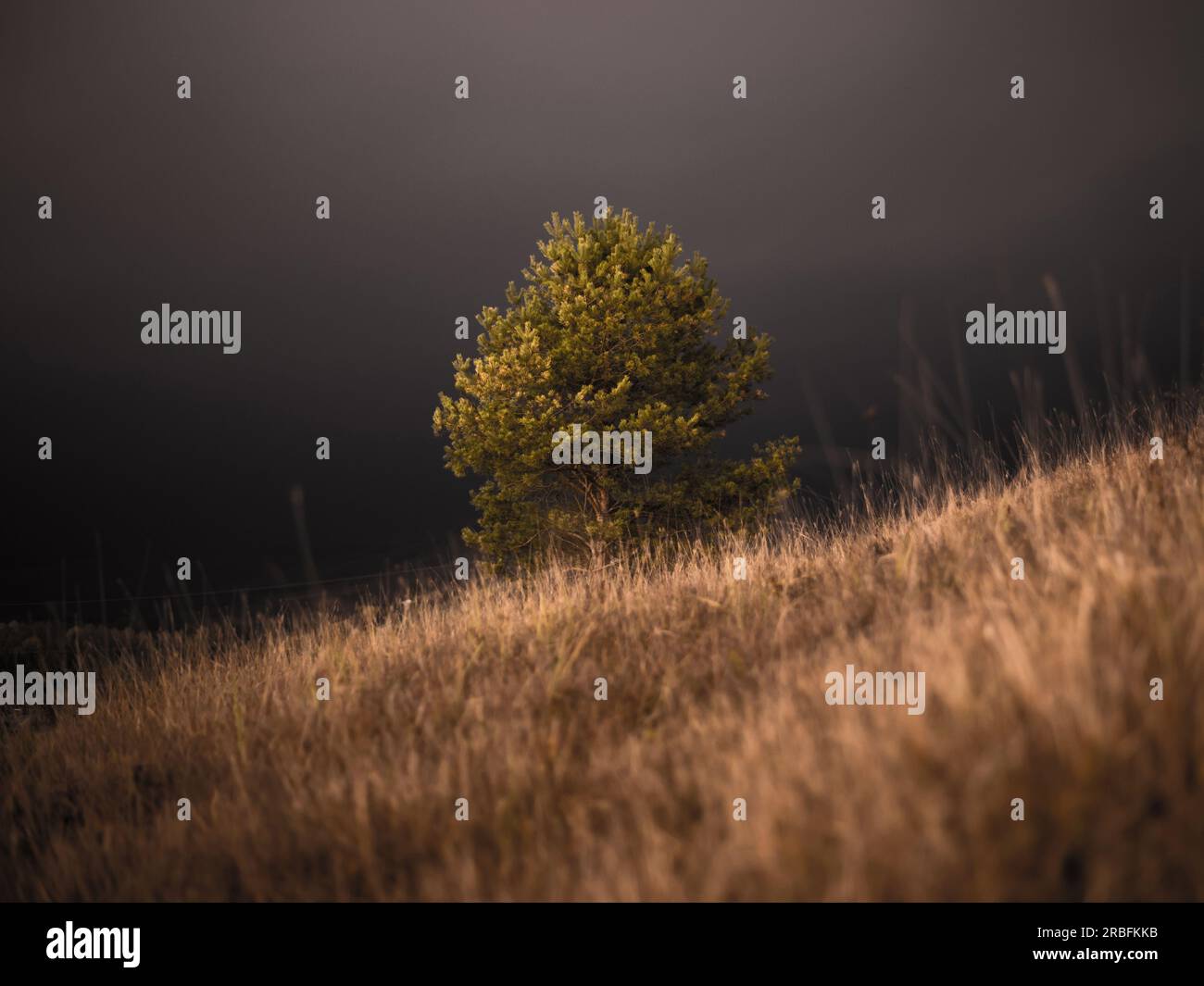 Tree In Dark Tree in field night sky hi-res stock photography and images - Alamy