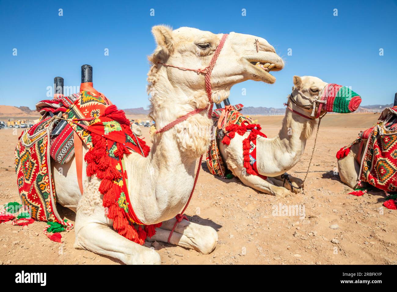 Harnessed riding camels resting in the desert, Al Ula, Saudi Arabia8 Stock Photo