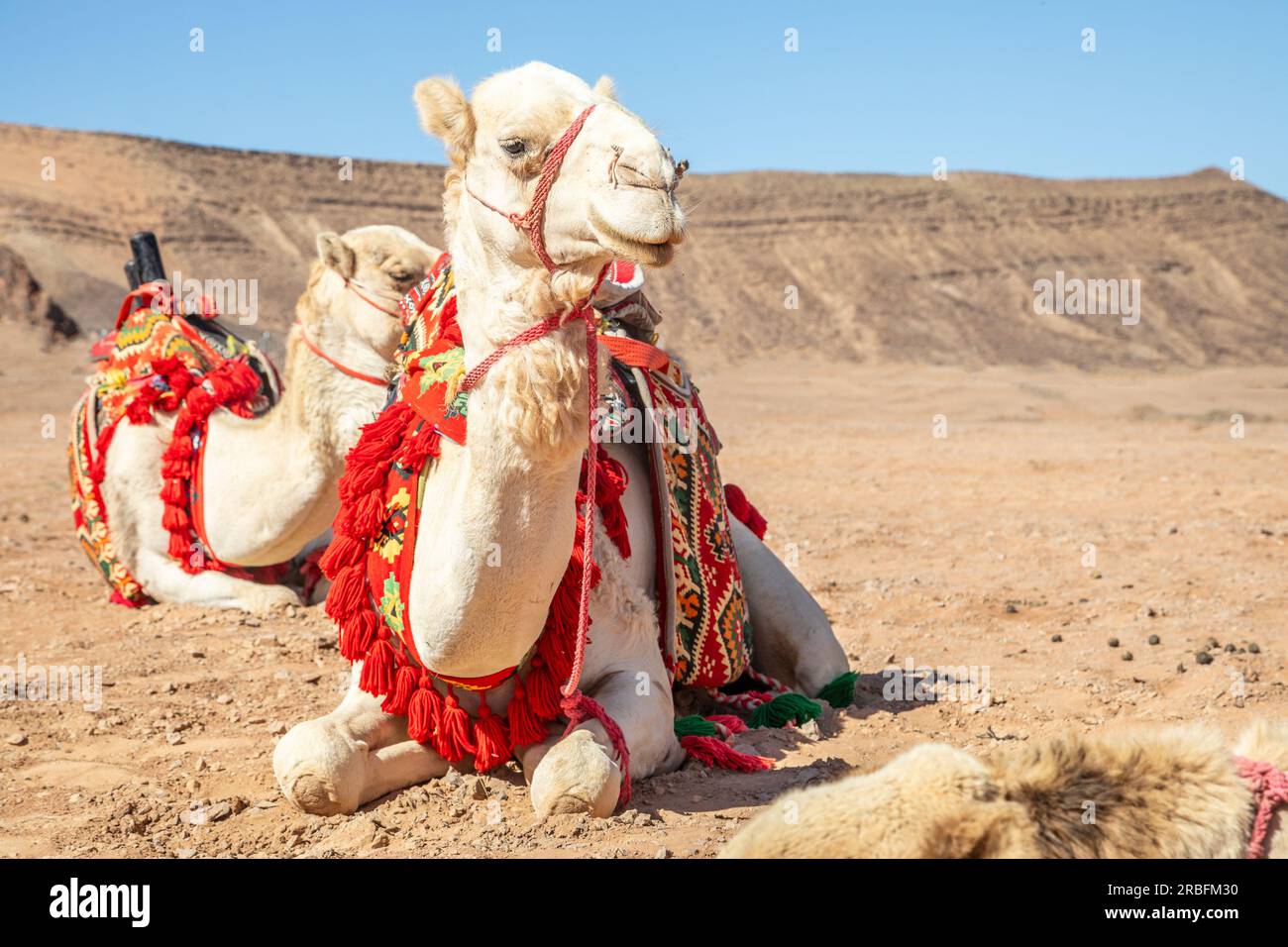Harnessed riding camels resting in the desert, Al Ula, Saudi Arabia Stock Photo