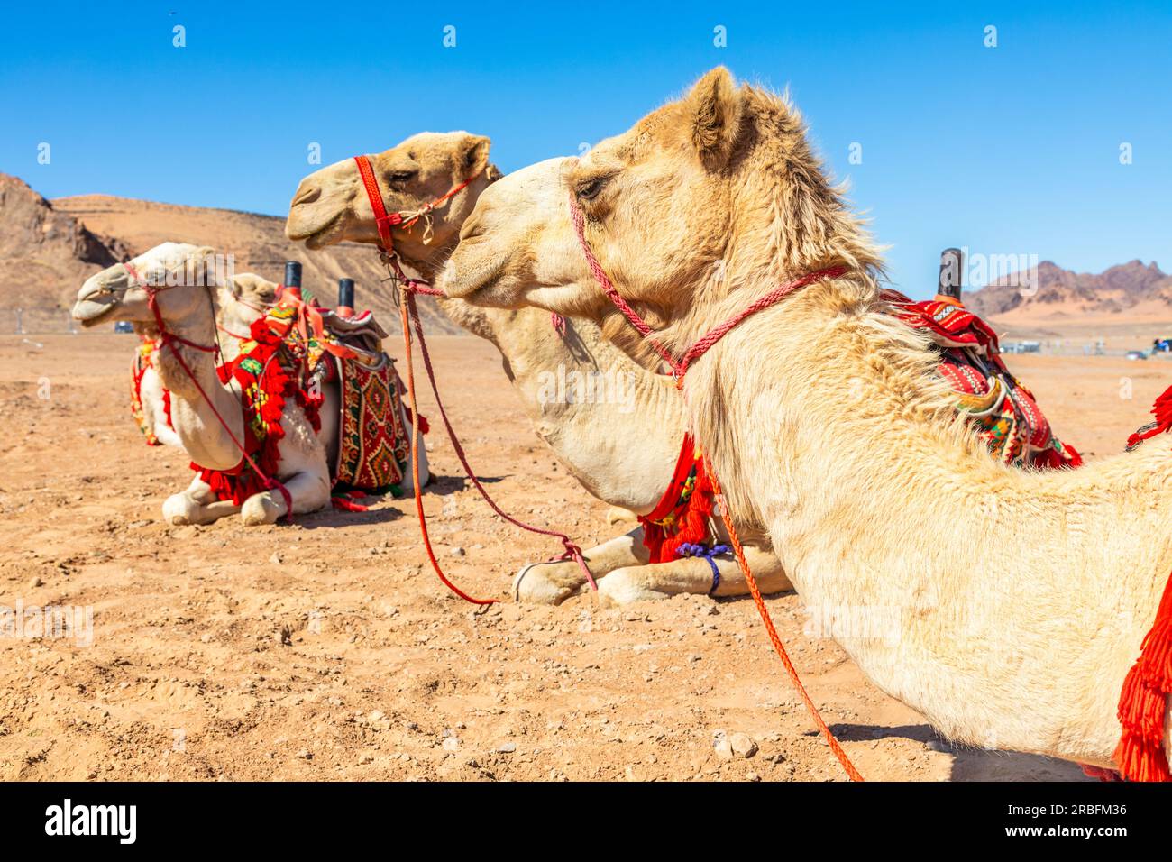Harnessed riding camels resting in the desrt, Al Ula, Saudi Arabia Stock Photo