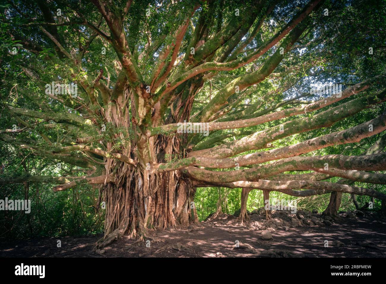Giant banyan tree along the Pipiwai trail Stock Photo