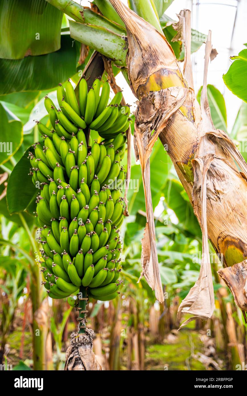 Bananas growing on banana bushes in plantation of Turkey Stock Photo