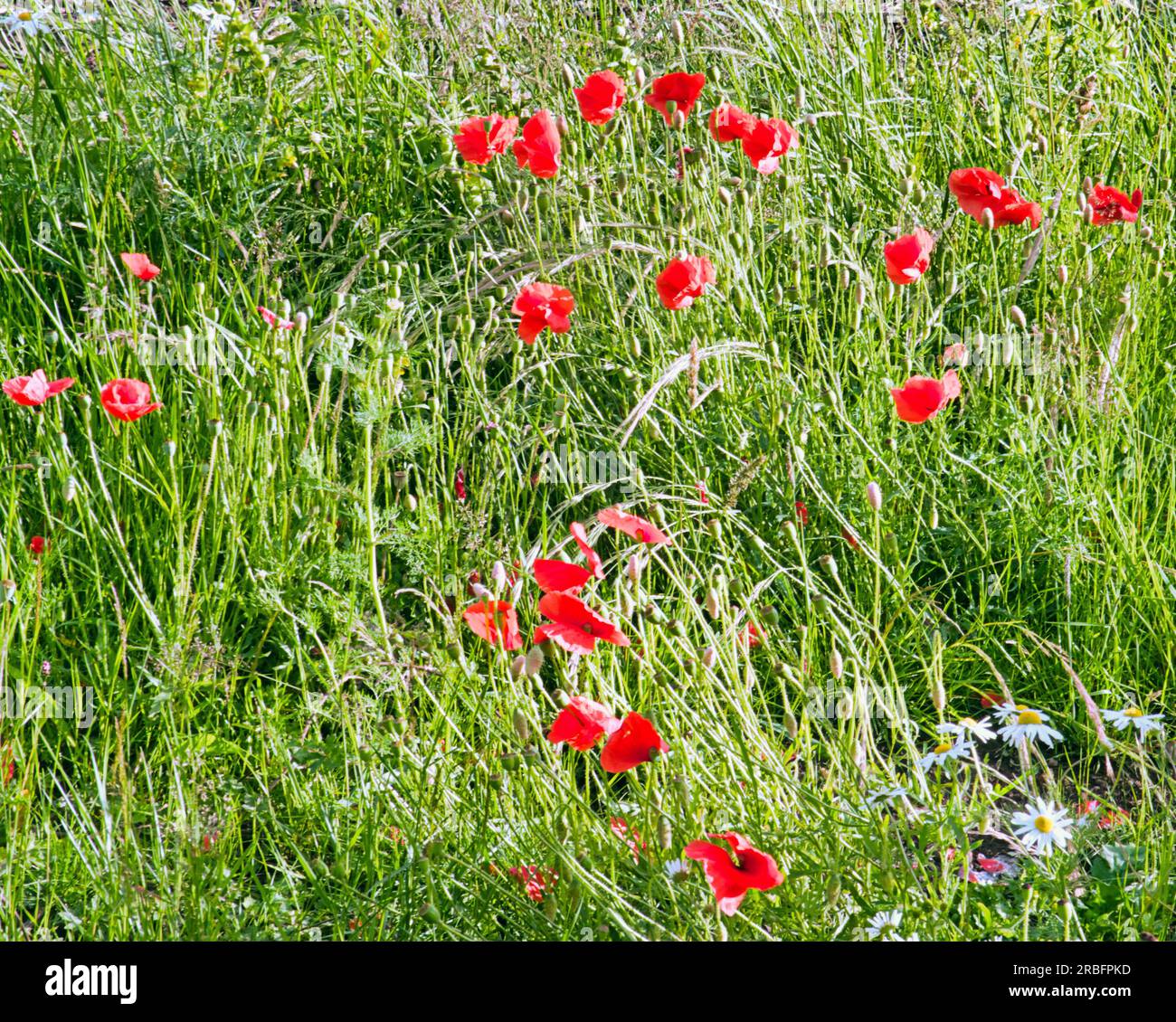 red poppies scottish wildflowers Stock Photo