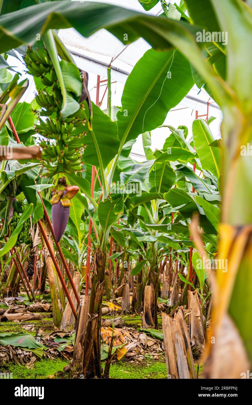 Bananas growing on banana bushes in plantation of Turkey Stock Photo