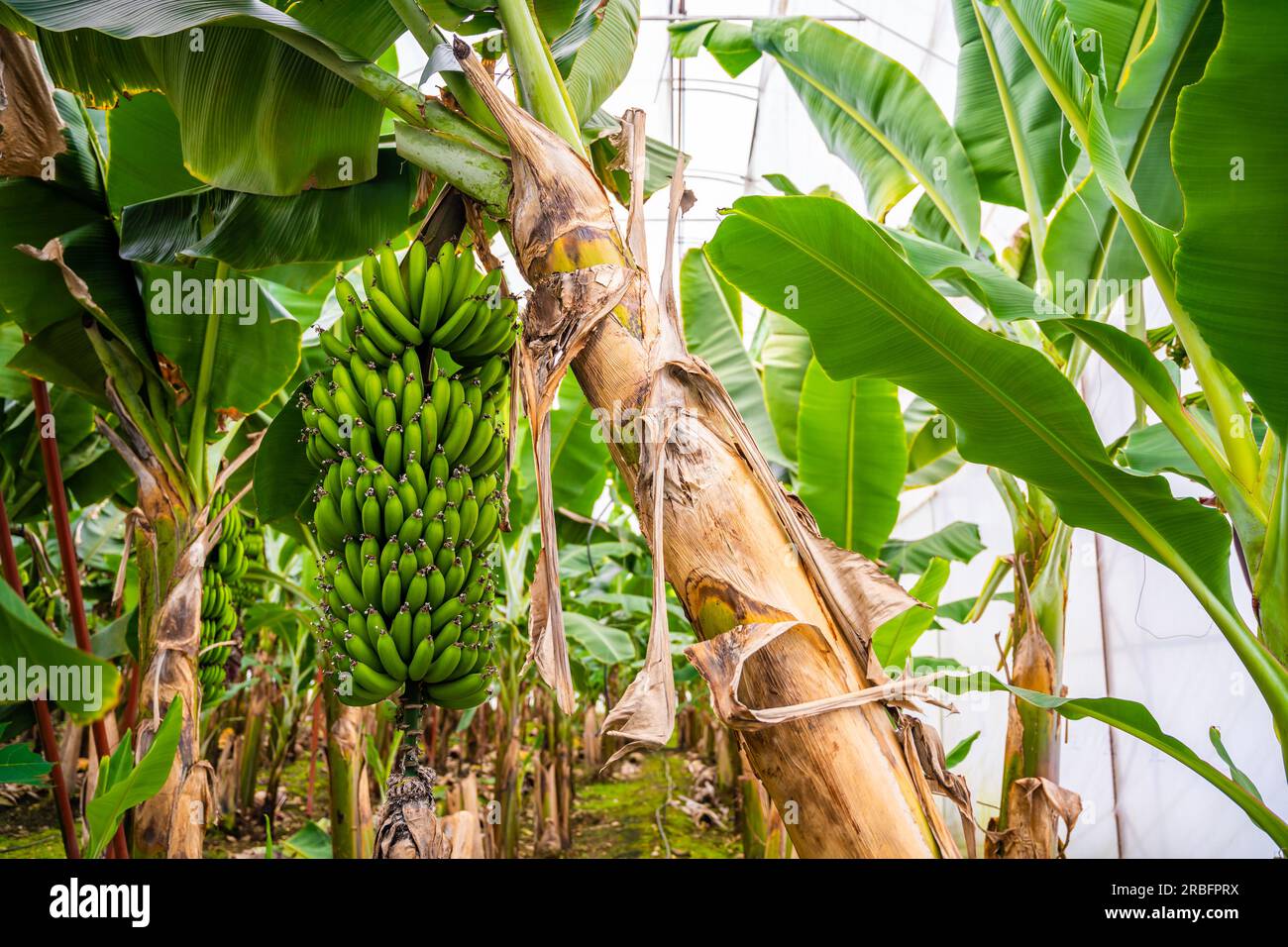 Bananas growing on banana bushes in plantation of Turkey Stock Photo