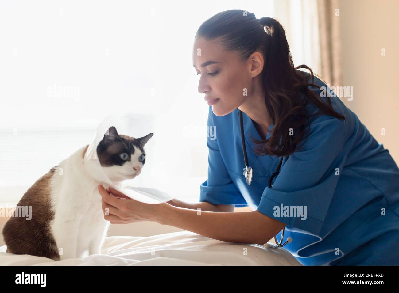 Veterinarian Lady Putting Medical Collar On Cat At Veterinary Clinic Stock Photo Alamy