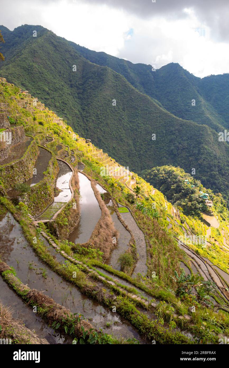 Elevated view of flooded rice terraces during early spring planting season, Batad, Banaue, Mountain Province, Cordillera Administrative Region, Philip Stock Photo