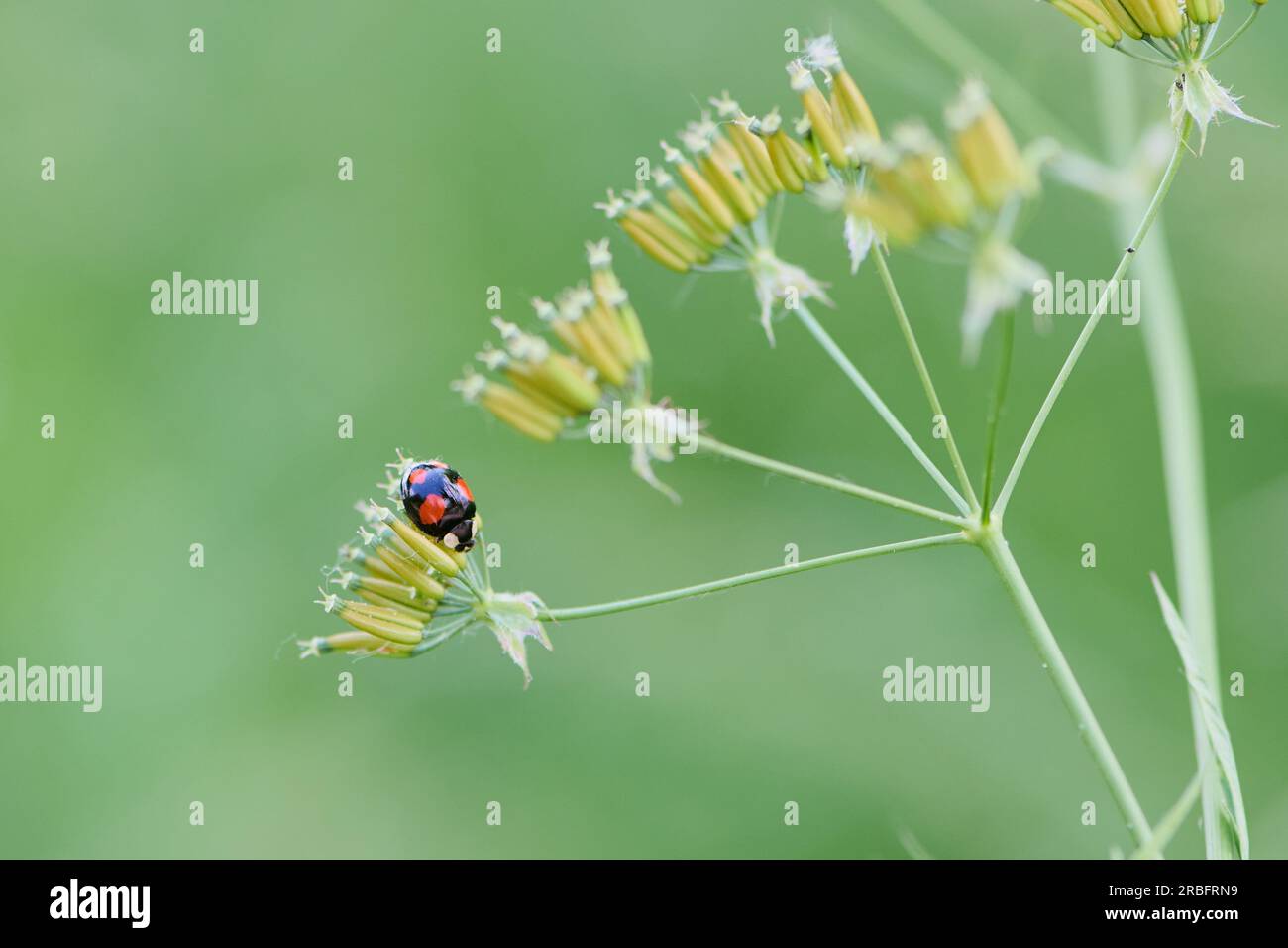 macro of the Asian ladybug on a field flower Stock Photo Biology Diagrams