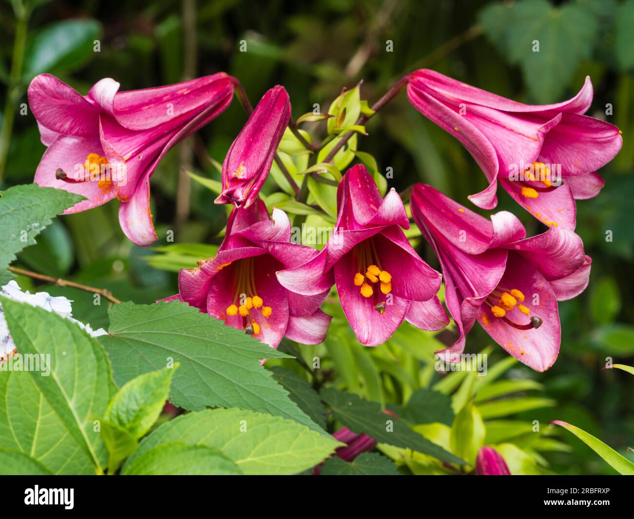 Fragrant, deep pink summer flowers of the trumpet lily, Lilium 'Pink Perfection' Stock Photo