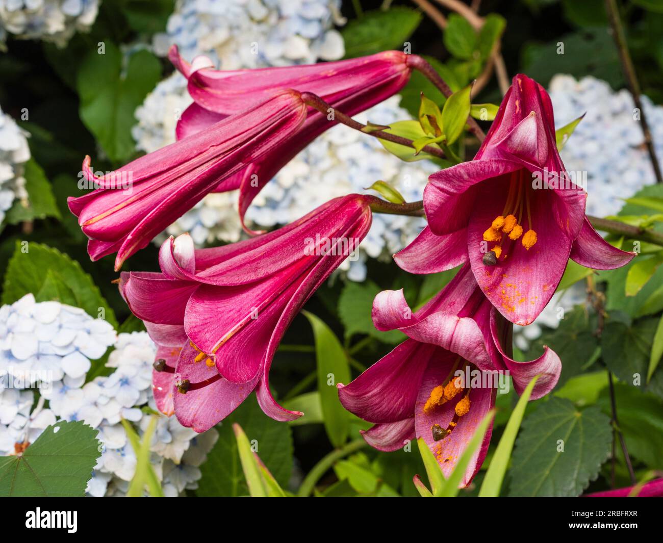 Fragrant, deep pink summer flowers of the trumpet lily, Lilium 'Pink Perfection' Stock Photo