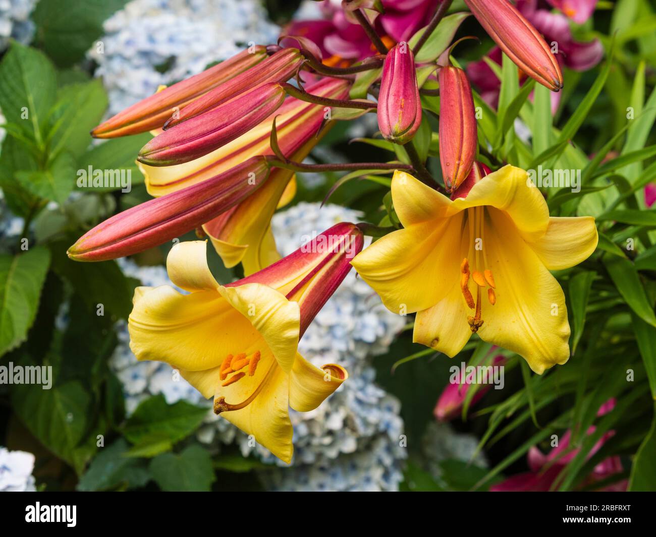 Fragrant golden trumpet flowers and red buds of the hardy lily, Lilium 'Golden Splendour' Stock Photo