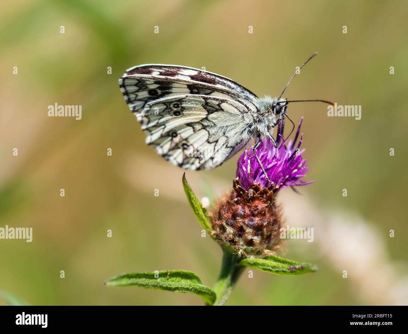 Brown and white patterned marbled white butterfly, Melanargia galathea, feeding on knapweed, Centaurea nigra Stock Photo