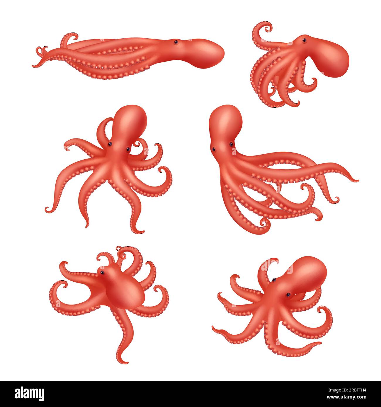 Octopus. Underwater ocean creature decent vector aquatic squid realistic illustration Stock Vector
