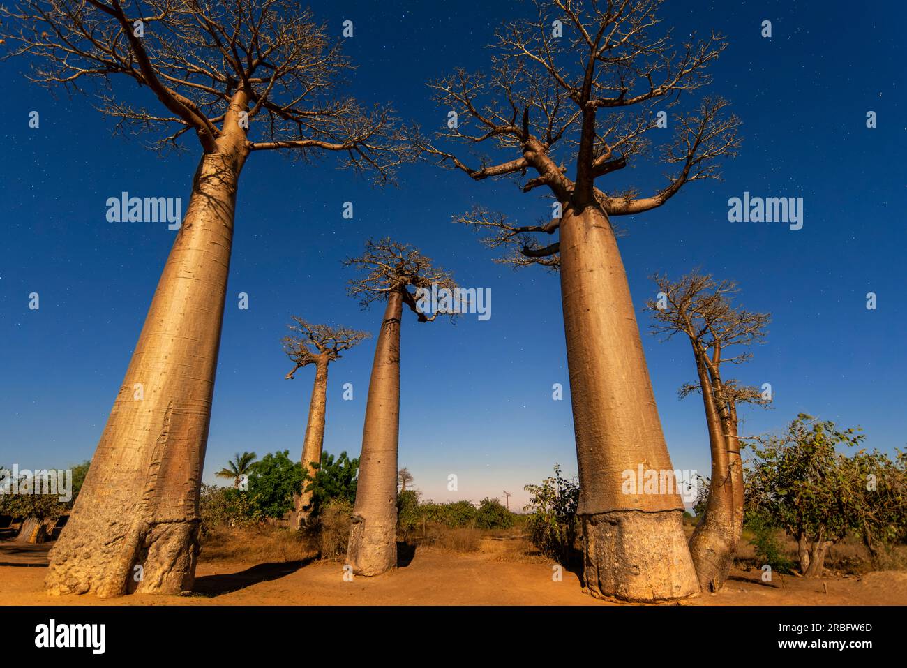 Baobabs trees at sunset in the baobab avenue in Morondava, Menabe ...