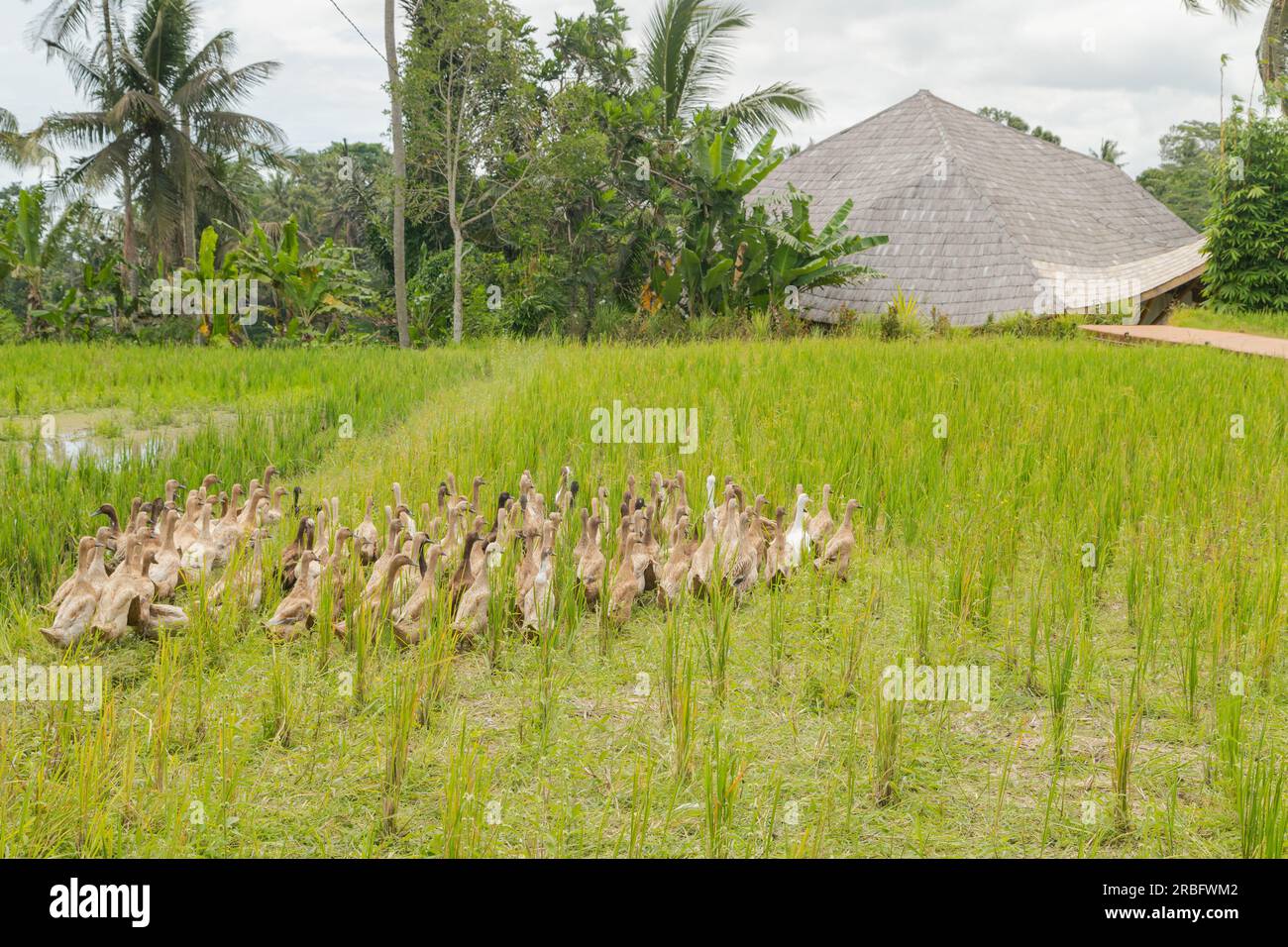 Flock of ducks on rice fields in countryside, Ubud, Bali, Indonesia