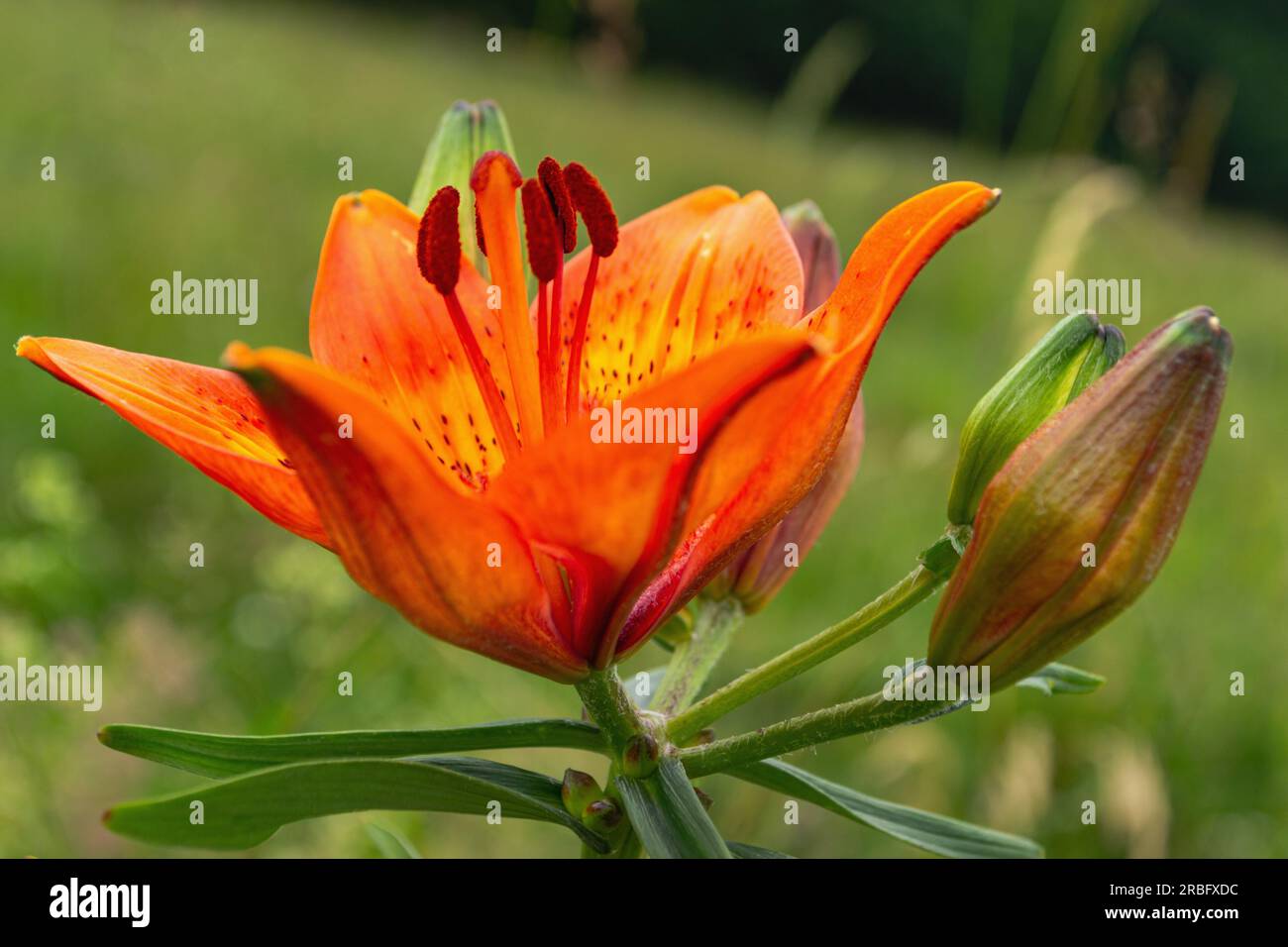 Lilium bulbifero Stock Photo