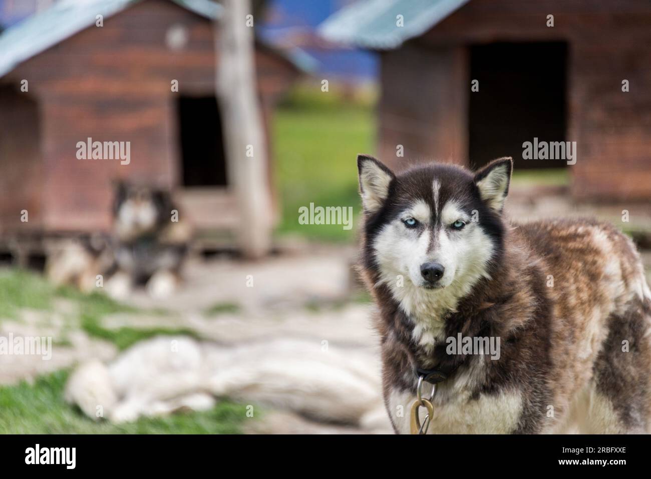 Shelter for dogs used in sledding, with a dog in the foreground, in Ushuaia, Argentina Stock Photo