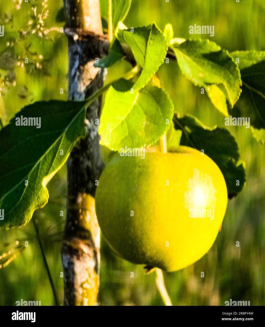 Yellow apple on a young apple tree. Lonely fruit on a small apple tree. Stock Photo